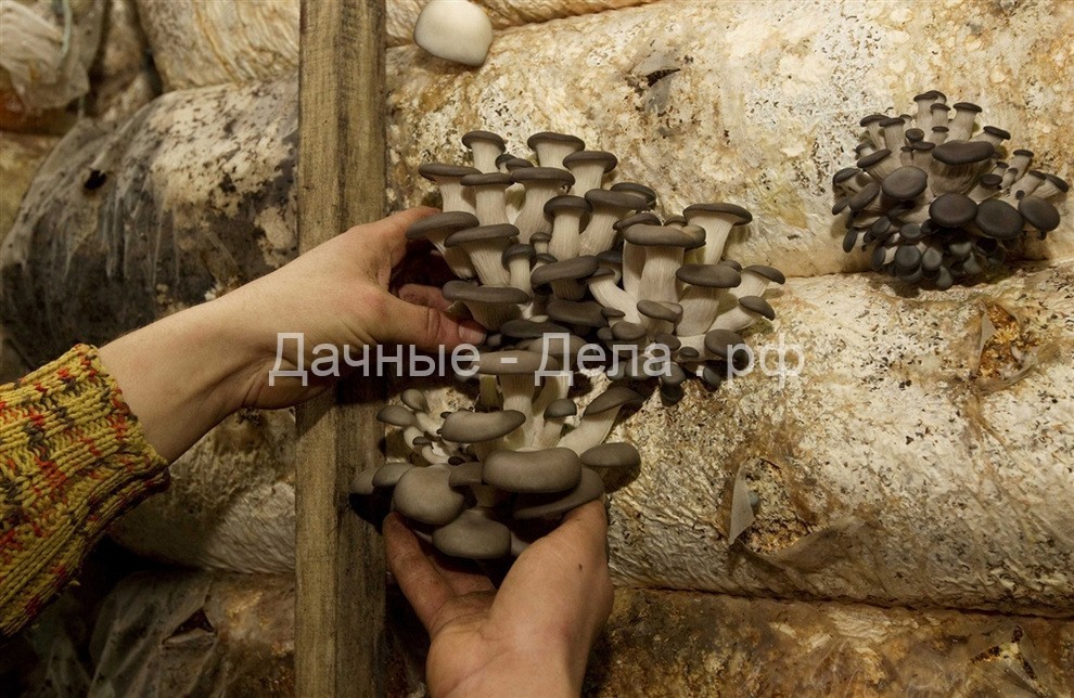 Когда собирать грибы в Подмосковье осенью 2021 года