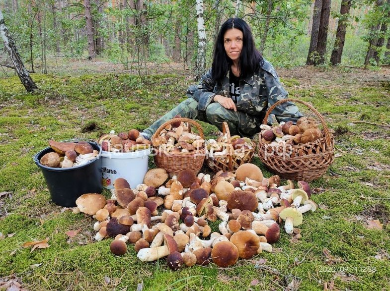 Когда собирать грибы в Подмосковье осенью 2021 года