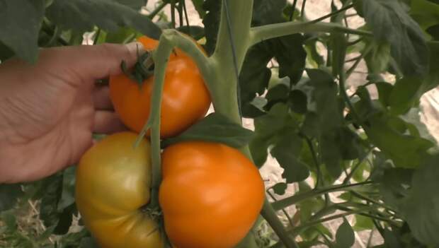 Как правильно собрать семена с томата