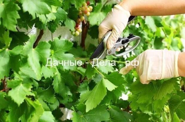 Уход за виноградом в августе: 4 самые важные процедуры