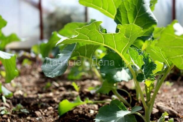 Капуста брокколи – выращивание и уход
