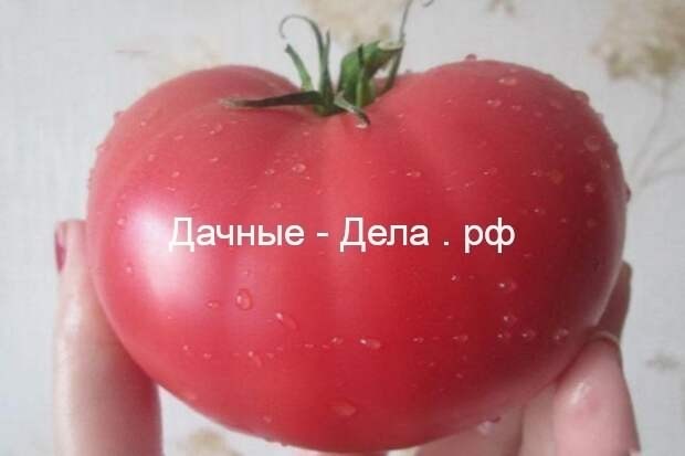 Как избежать растрескивания помидоров в теплице
