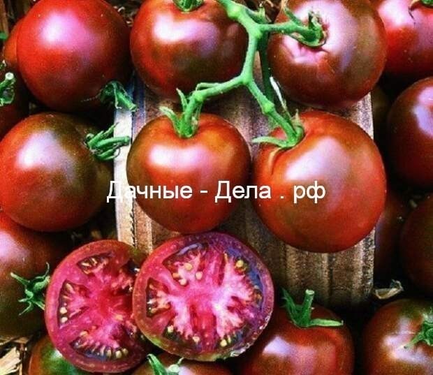 Черные томаты – секрет мужского долголетия