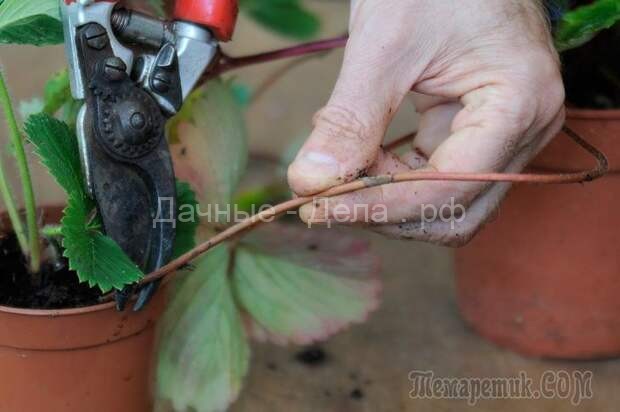 Как проводится подкормка клубники во время цветения и плодоношения