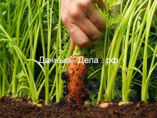 Технология выращивания моркови.