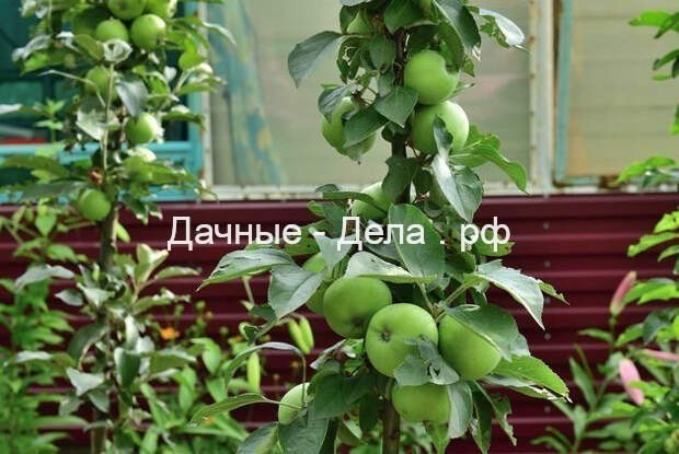 Яблони-колонны: учти тонкости агротехники
