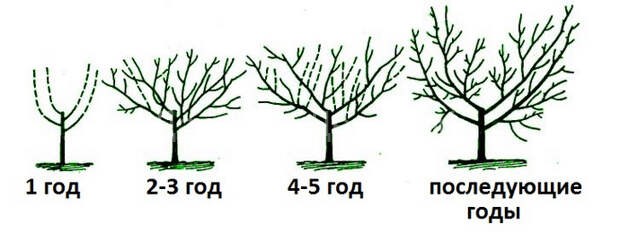Обрезка деревьев персика &ndash; общие принципы и конкретные действия