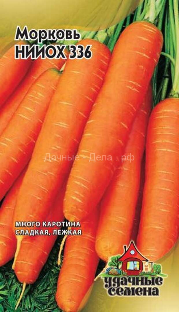Посадка моркови под зиму — невероятно, но факт