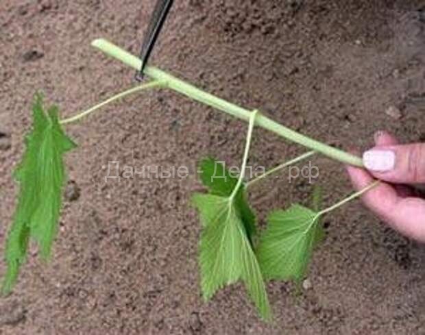 Размножение смородины черенками &ndash; первый урожай уже через год