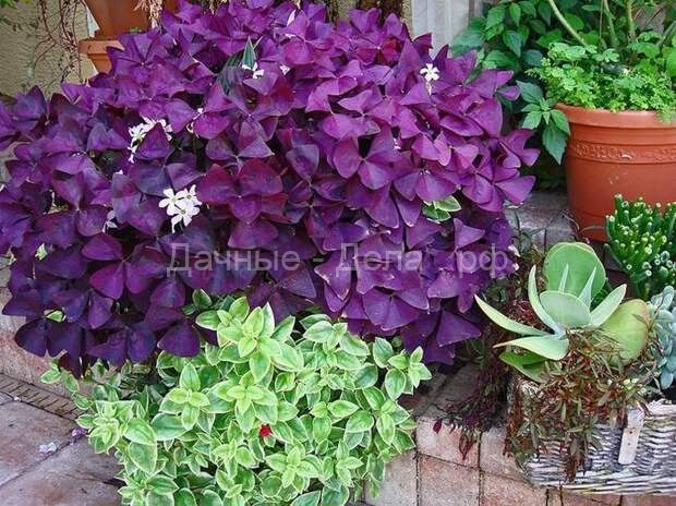 Цветы и декоративные растения с красными листьями &ndash; фото, названия, уход