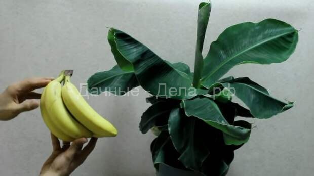 Как вырастить банановую пальму дома
