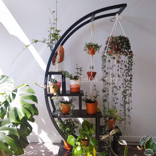 Красота какая: эти комнатные растения заслуживают вашего внимания