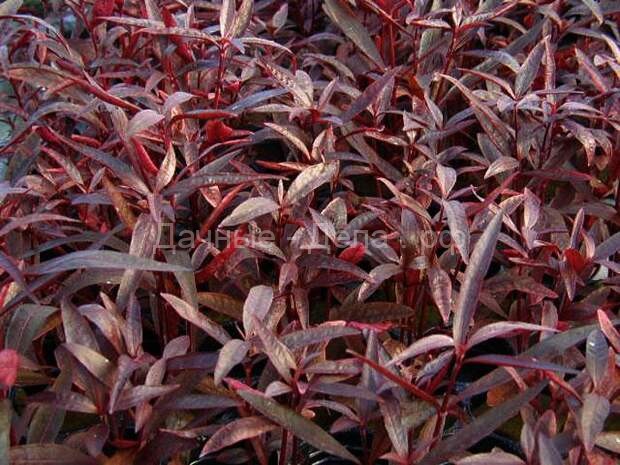 Цветы и декоративные растения с красными листьями &ndash; фото, названия, уход