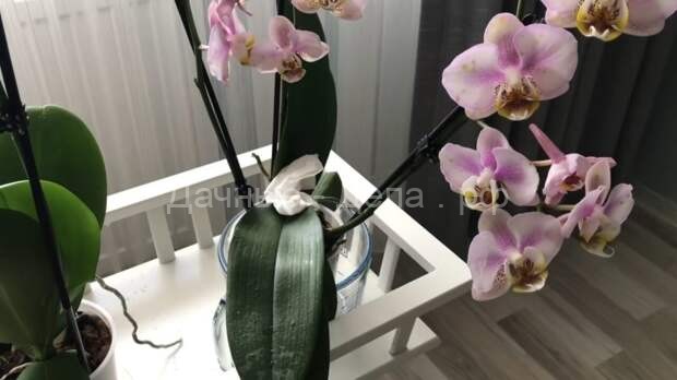 Главные ошибки в уходе за орхидеями: не стоит допускать их