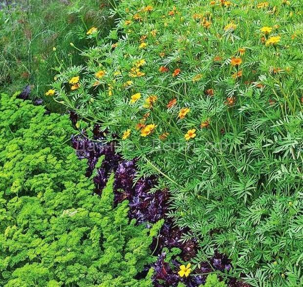Пряные травы в Вашем саду: союз пользы и красоты