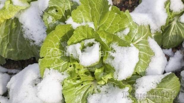 Какие овощи могут зимовать на грядке