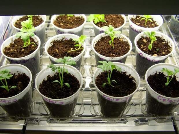 Как правильно выращивать корневой сельдерей из семян в домашних условиях