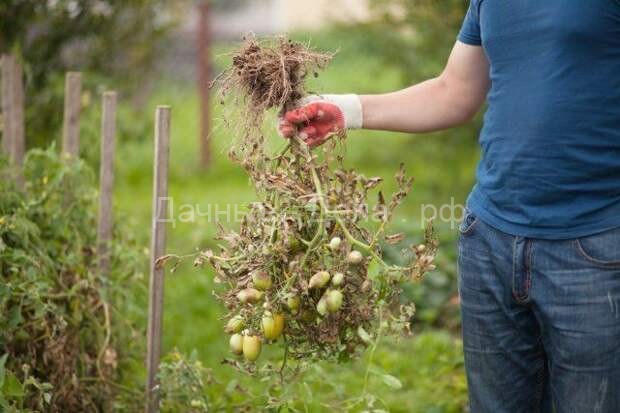 Секретный способ посадки и полива помидоров &ndash; урожай гарантирован