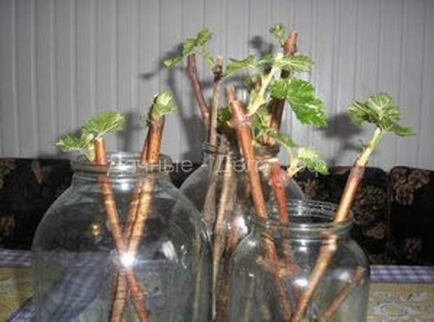 Размножение смородины черенками &ndash; первый урожай уже через год