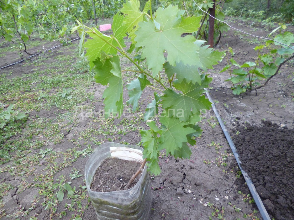 Как правильно посадить виноград осенью