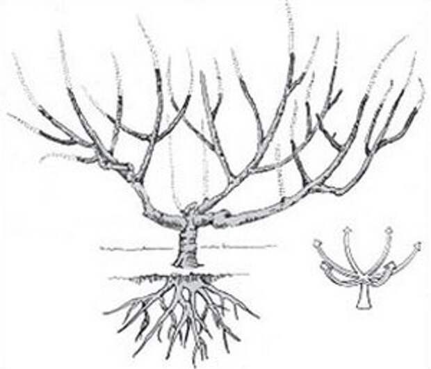 Обрезка деревьев персика &ndash; общие принципы и конкретные действия