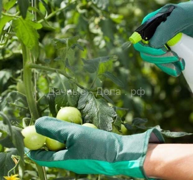 Как вырастить хороший урожай томатов в засушливое лето