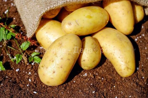 Как вырастить картофель в старых пластиковых ведрах