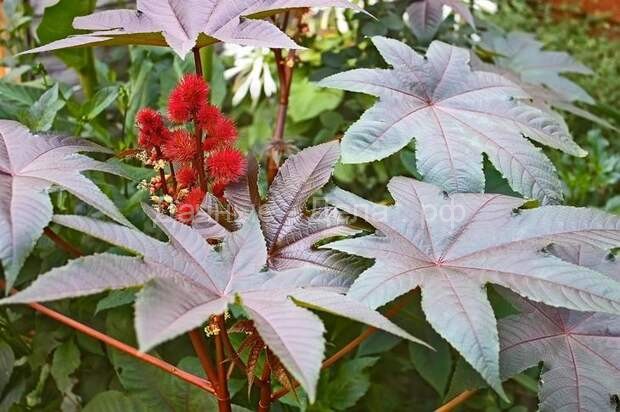 10 декоративных растений, которые зацветают в год посева