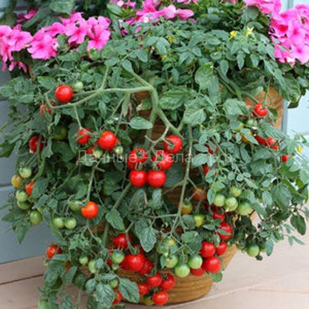 Как успешно выращивать помидоры на балконе и на окне?