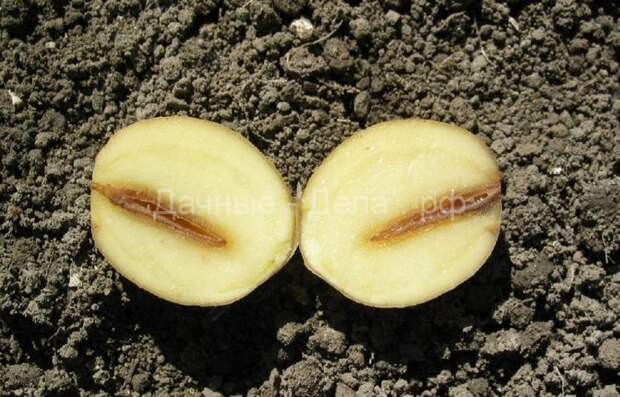 Болезни картофеля – разновидности и эффективные способы борьбы с ними