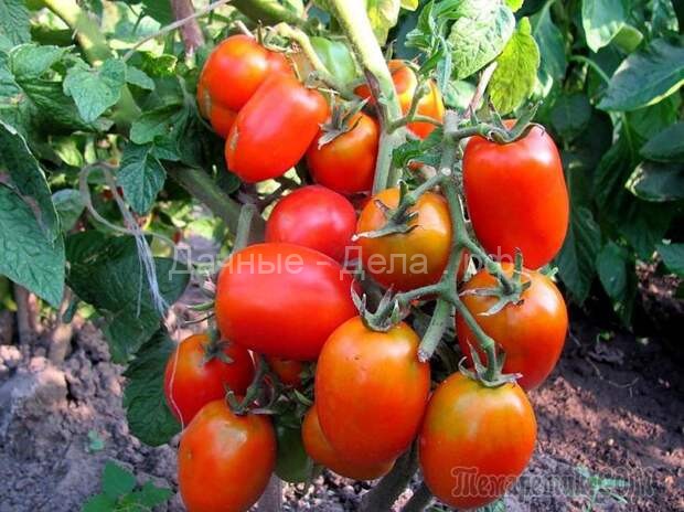 Как вырастить хороший урожай томатов в засушливое лето