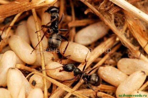 Сода — проверенное средство от муравьёв в огороде