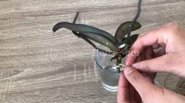 Спасаем орхидею с гниющими корнями