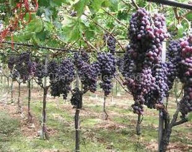 Правила обрезки винограда в разное время года