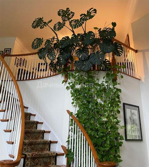 Красота какая: эти комнатные растения заслуживают вашего внимания