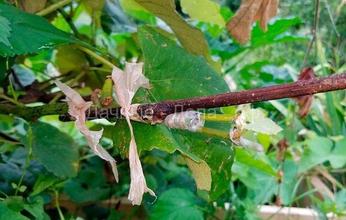 Особенности прививки винограда на старый куст осенью