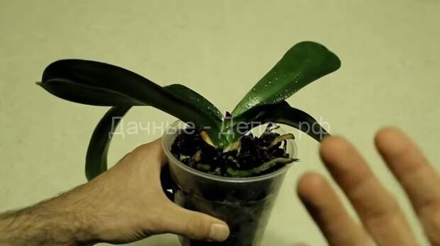 Как восстановить еле живую орхидею