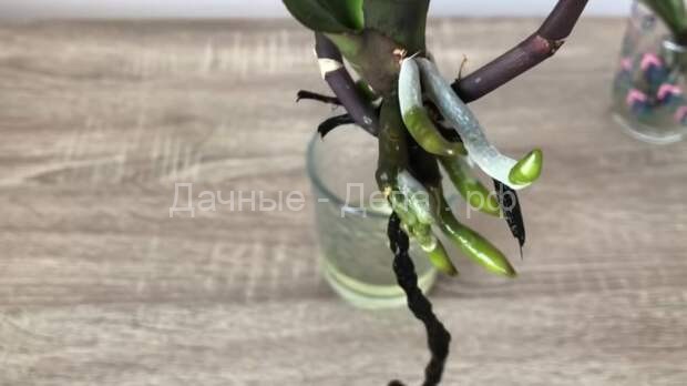 Спасаем орхидею с гниющими корнями