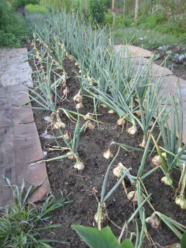 Как вырастить крупные луковицы репчатого лука