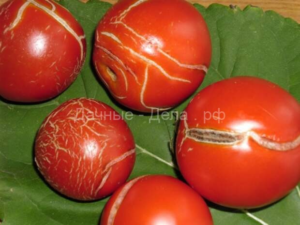 Болезни томатов и их лечение