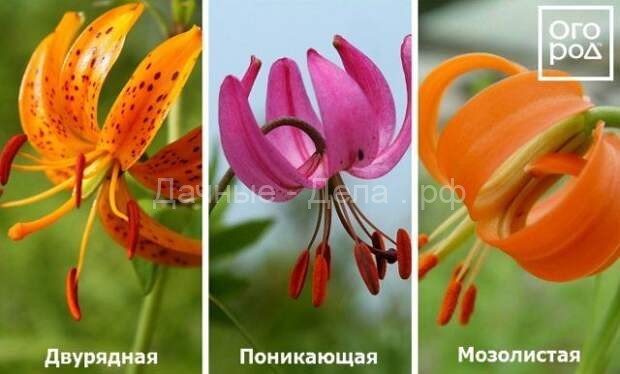 Виды и группы садовых лилий – описание и фото