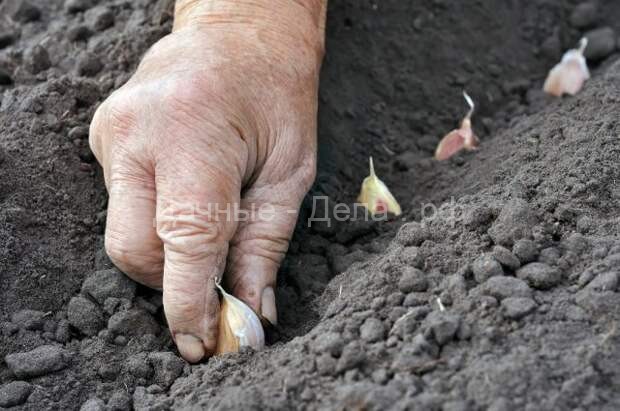 Сибирский способ посадки чеснока – урожай гарантирован