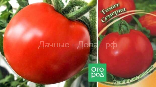 Кладоспориоз томата: какие сорта устойчивы к болезни