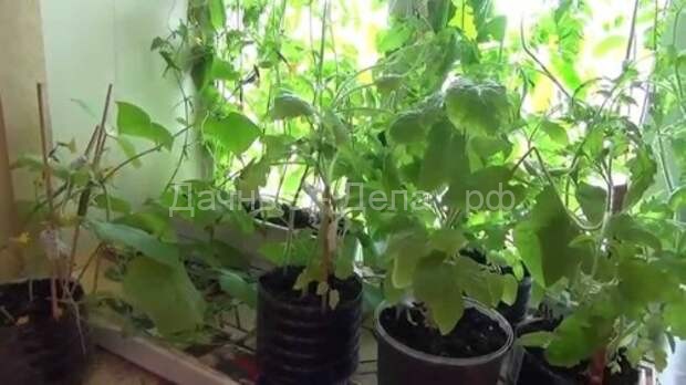 Выращивание огурцов на балконе: сорта, посадка и уход