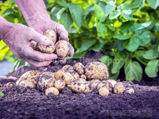 Выращивание картофеля по голландской технологии