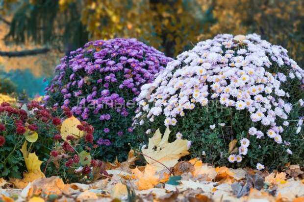 Что цветет в ноябре: 10 цветов, которые украсят ваш сад до холодов