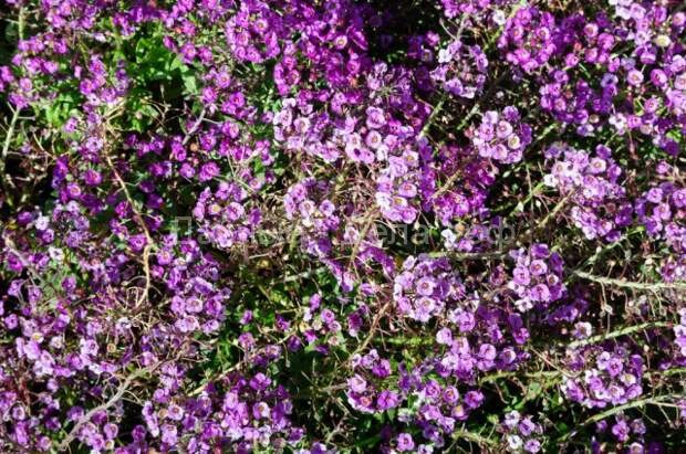 Что цветет в ноябре: 10 цветов, которые украсят ваш сад до холодов