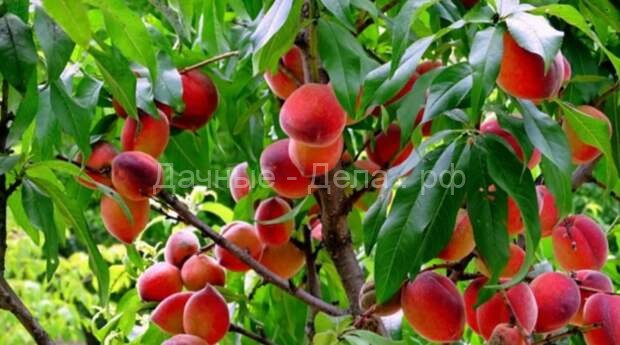 Персиковая слива —выращиваем уникальное дерево с очень вкусными плодами