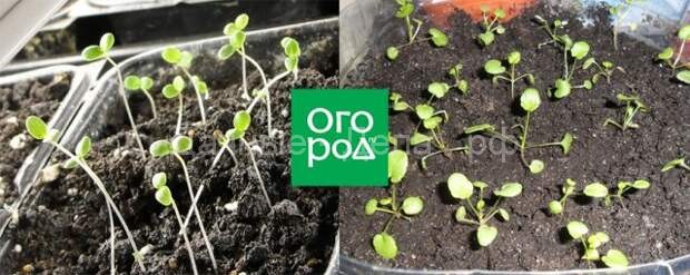Виола из семян – все о выращивании рассады, посадке и уходе в открытом грунте