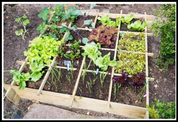 Квадратное садоводство - экономия пространства, воды, земли